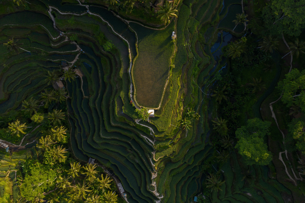 tegalalang rice terrace